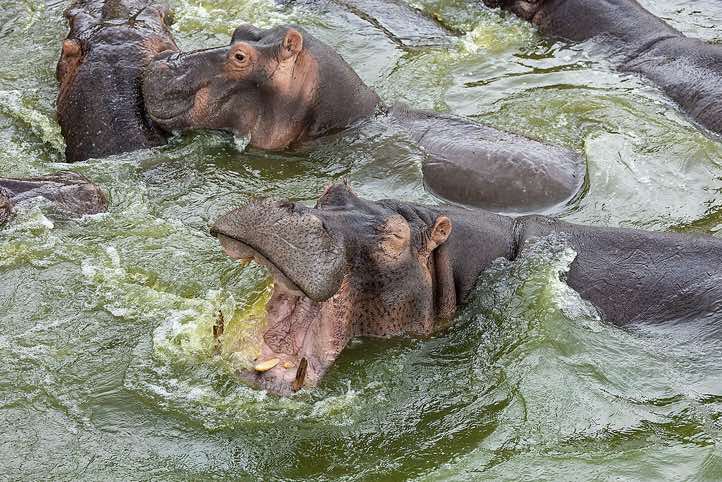 Hippos (Hippopotamus amphibius), Kazinga Channel, Queen Elizabeth National Park