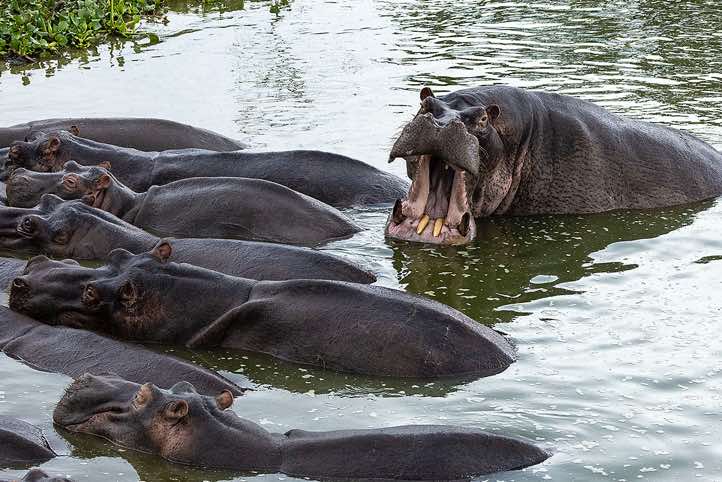 Hippos (Hippopotamus amphibius), Kazinga Channel, Queen Elizabeth National Park