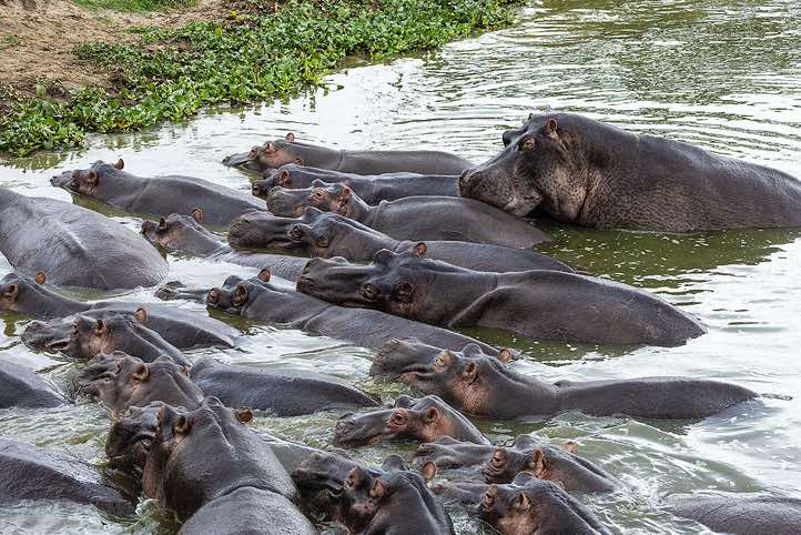 Hippos (Hippopotamus amphibius), Kazinga Channel, Queen Elizabeth National Park