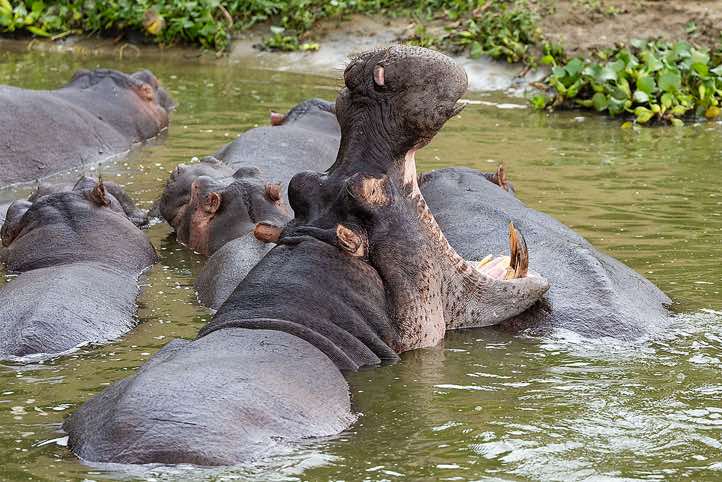 Hippos (Hippopotamus amphibius), Kazinga Channel, Queen Elizabeth National Park