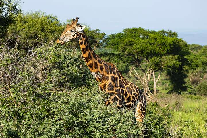 Rothschild's Giraffe (Giraffa camelopardalis rothschildi), Murchison Falls National Park