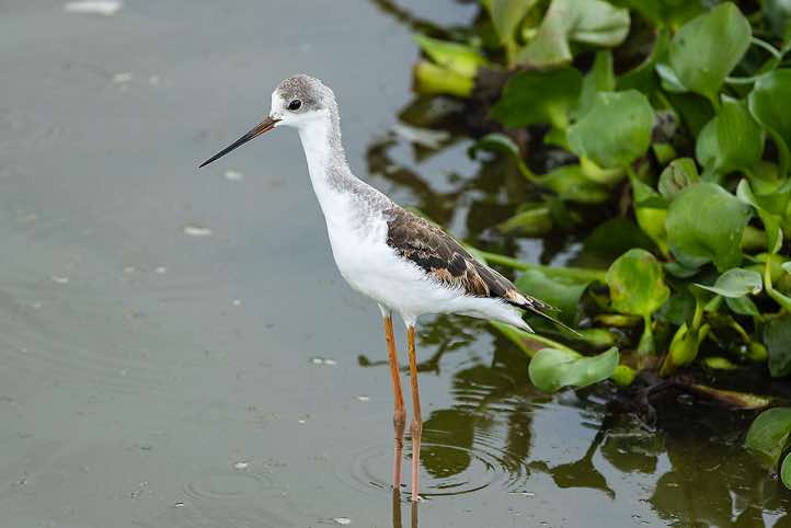 Black-winged Stilt (Himantopus himantopus), Kazinga Channel, Queen Elizabeth National Park