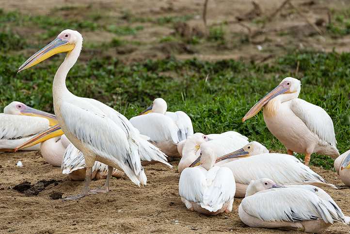 Great White Pelicans (Pelecanus onocrotalus), Kazinga Channel, Queen Elizabeth National Park