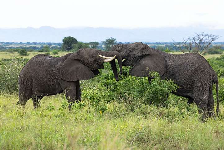Elephants bonding, Queen Elizabeth National Park