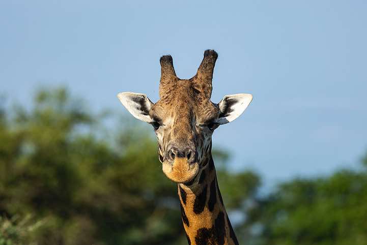 Rothschild's Giraffe (Giraffa camelopardalis rothschildi), Murchison Falls National Park