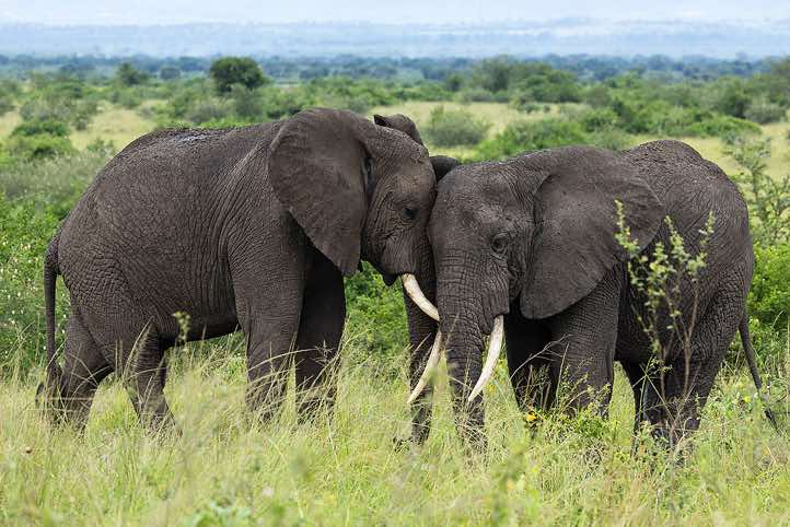 Elephants bonding, Queen Elizabeth National Park