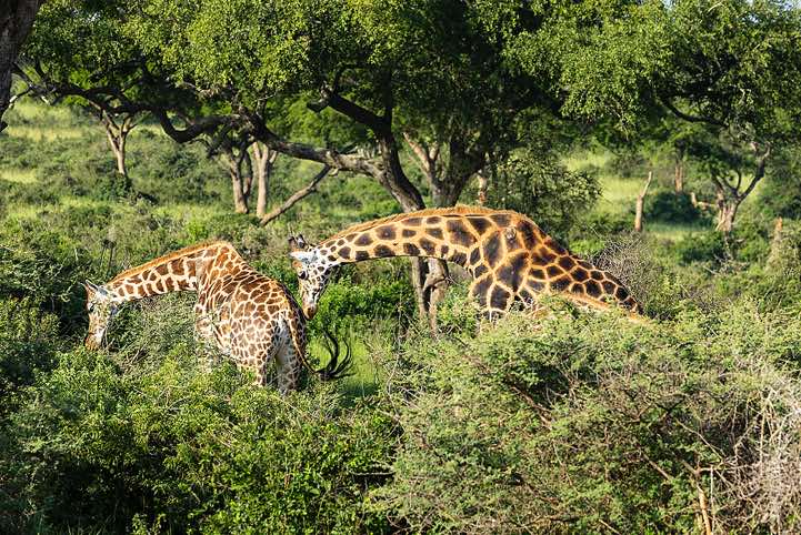 Rothschild's Giraffes (Giraffa camelopardalis rothschildi) bonding, Murchison Falls National Park