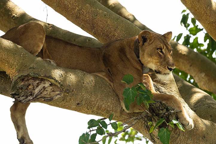 Tree climbing Lion (Panthera leo), Queen Elizabeth National Park