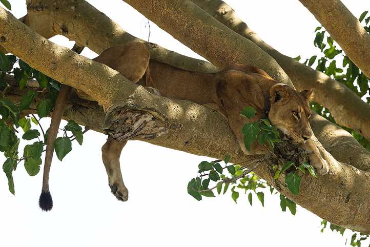 Tree climbing Lion (Panthera leo), Queen Elizabeth National Park