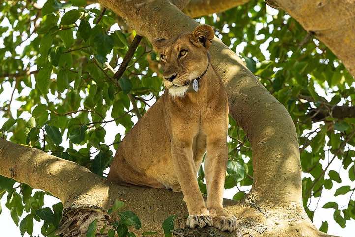 Tree climbing Lion (Panthera leo), Queen Elizabeth National Park