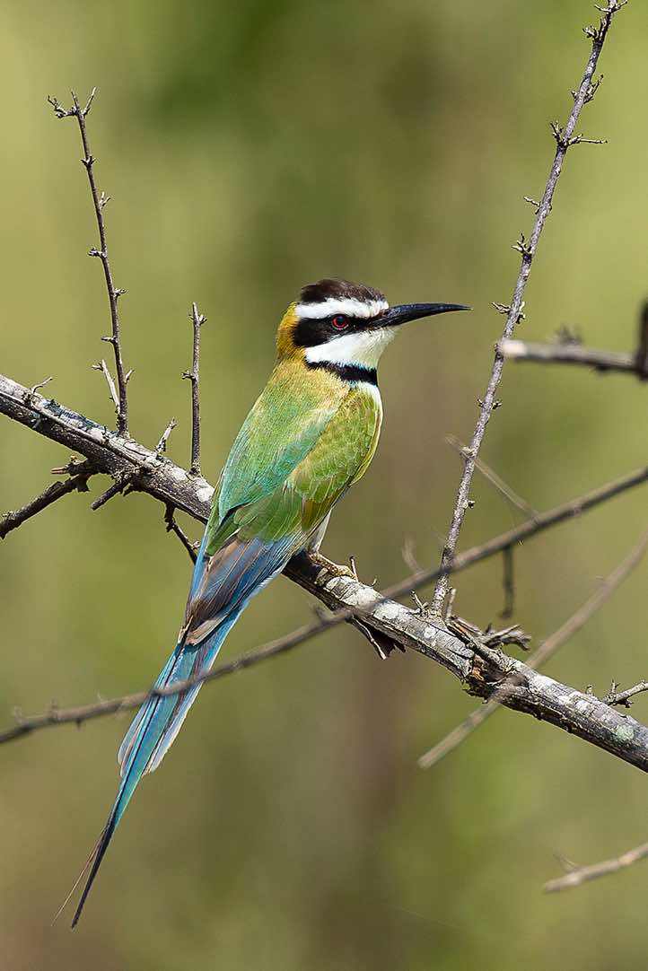 White-throated Bee-eater (Merops albicollis), Queen Elizabeth National Park