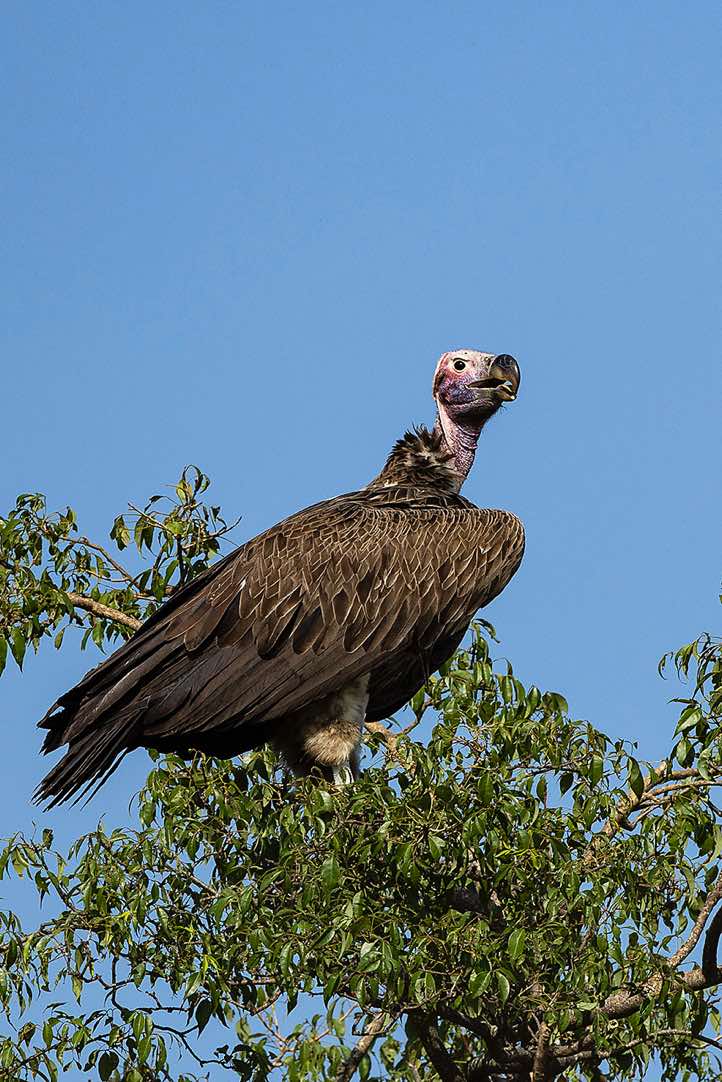 Lappet-faced Vulture or Nubian Vulture (Torgos tracheliotos), Murchison Falls National Park