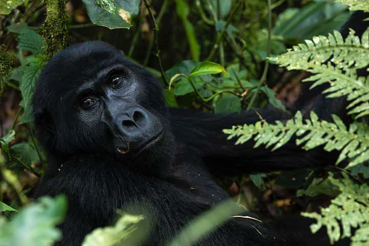 Mountain Gorilla (Gorilla beringei beringei), Habinyanja Gorilla Group, Bwindi Impenetrable National Park