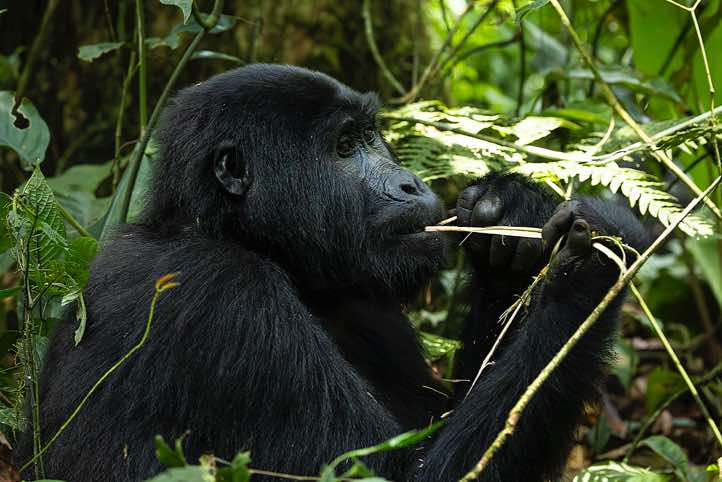 Mountain Gorilla (Gorilla beringei beringei) eating, Habinyanja Gorilla Group, Bwindi Impenetrable National Park