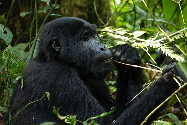 Mountain Gorilla (Gorilla beringei beringei) eating, Habinyanja Gorilla Group, Bwindi Impenetrable National Park