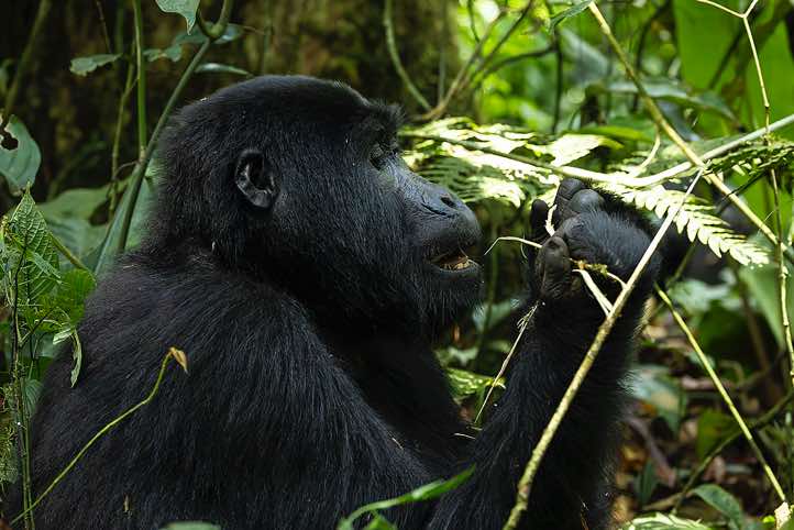 Mountain Gorilla (Gorilla beringei beringei) eating, Habinyanja Gorilla Group, Bwindi Impenetrable National Park