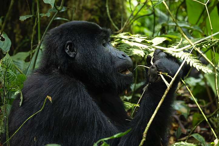 Mountain Gorilla (Gorilla beringei beringei) eating, Habinyanja Gorilla Group, Bwindi Impenetrable National Park