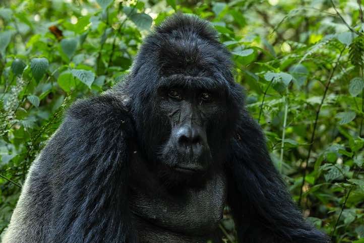 Male Mountain Gorilla (Gorilla beringei beringei), Habinyanja Gorilla Group, Bwindi Impenetrable National Park