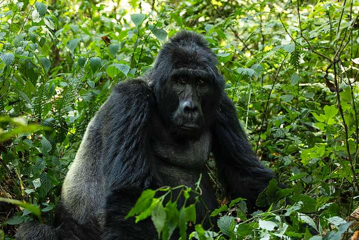 Male Mountain Gorilla (Gorilla beringei beringei), Habinyanja Gorilla Group, Bwindi Impenetrable National Park