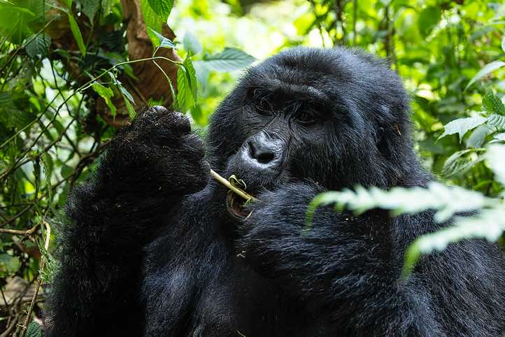 Male Mountain Gorilla (Gorilla beringei beringei) eating, Habinyanja Gorilla Group, Bwindi Impenetrable National Park