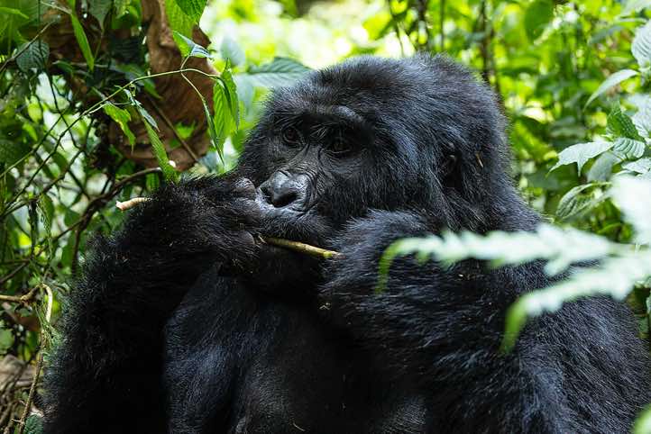 Mountain Gorilla (Gorilla beringei beringei) eating, Habinyanja Gorilla Group, Bwindi Impenetrable National Park