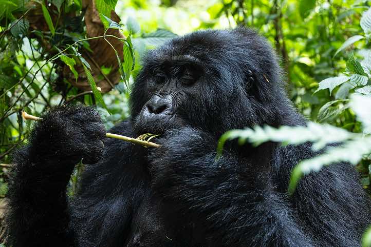 Male Mountain Gorilla (Gorilla beringei beringei) eating, Habinyanja Gorilla Group, Bwindi Impenetrable National Park