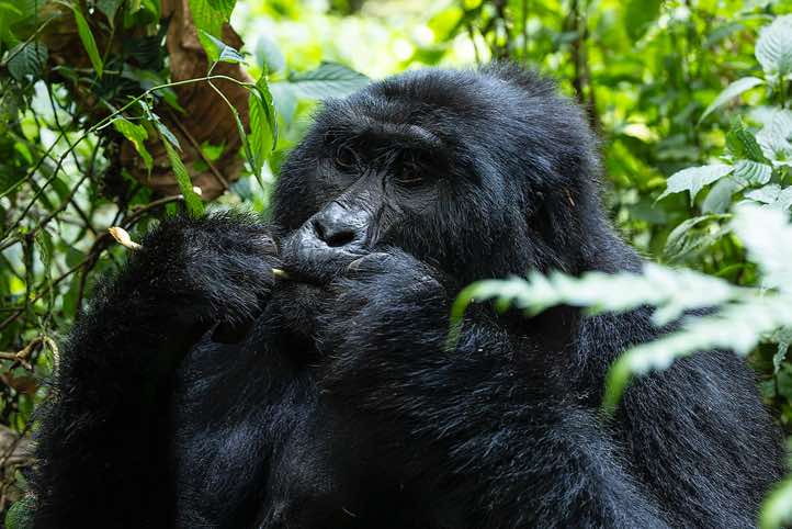 Mountain Gorilla (Gorilla beringei beringei) eating, Habinyanja Gorilla Group, Bwindi Impenetrable National Park