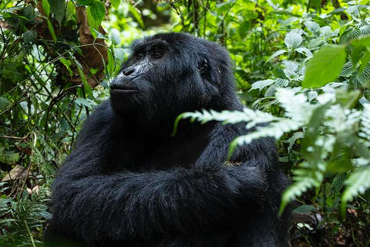 Mountain Gorilla (Gorilla beringei beringei), Habinyanja Gorilla Group, Bwindi Impenetrable National Park