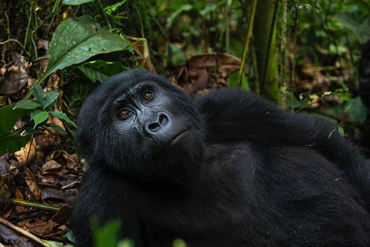 Mountain Gorilla (Gorilla beringei beringei), Habinyanja Gorilla Group, Bwindi Impenetrable National Park