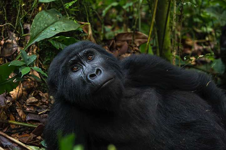 Mountain Gorilla (Gorilla beringei beringei), Habinyanja Gorilla Group, Bwindi Impenetrable National Park