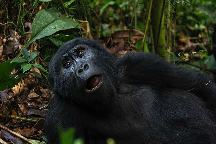 Mountain Gorilla (Gorilla beringei beringei), Habinyanja Gorilla Group, Bwindi Impenetrable National Park