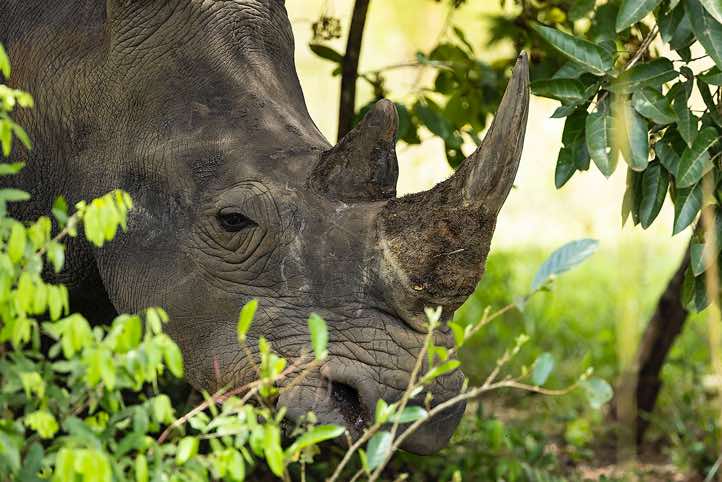 Southern White Rhinoceros (Ceratotherium simum simum), Ziwa Rhino Sanctuary