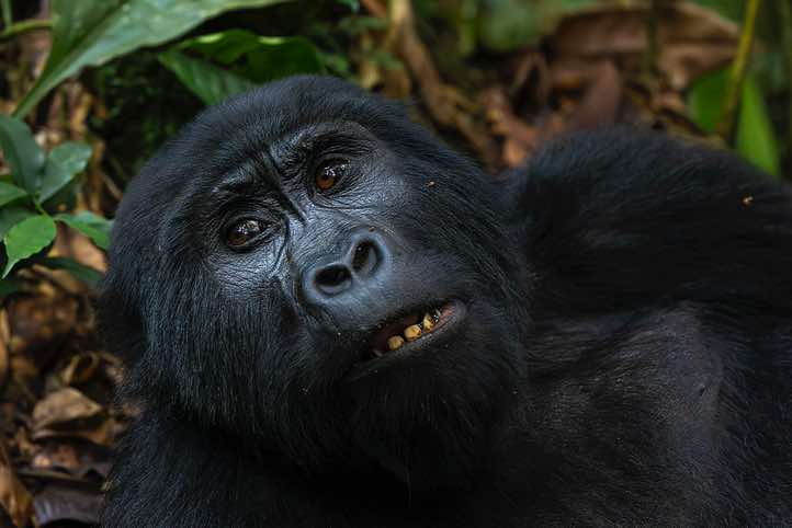 Mountain Gorilla (Gorilla beringei beringei), Habinyanja Gorilla Group, Bwindi Impenetrable National Park