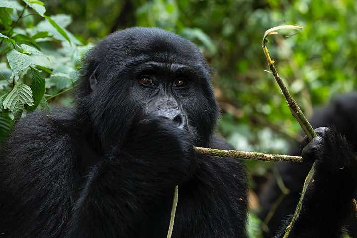 Mountain Gorilla (Gorilla beringei beringei) eating, Habinyanja Gorilla Group, Bwindi Impenetrable National Park
