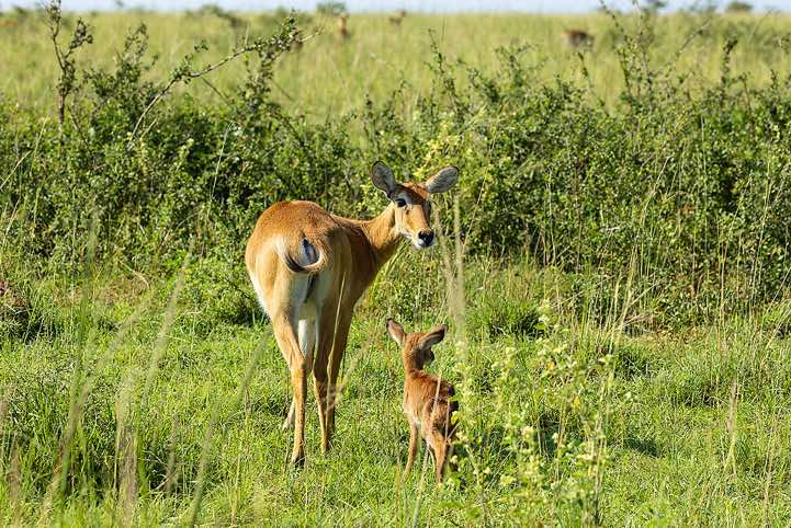 Ugandan Kob (Kobus kob thomasi) female and calf, Murchison Falls National Park