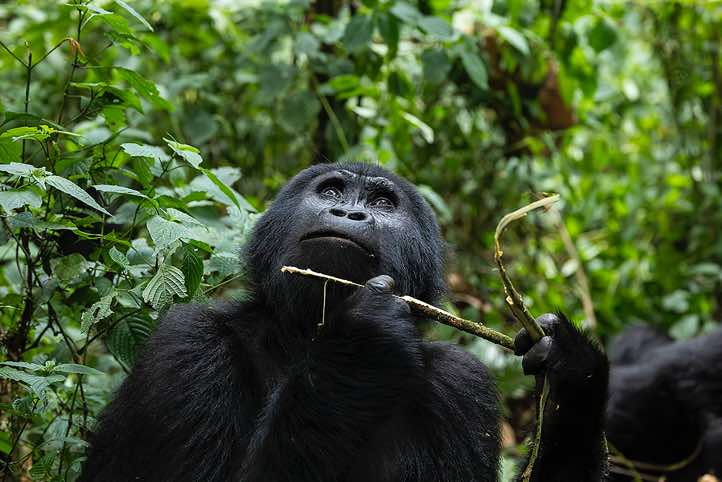Mountain Gorilla (Gorilla beringei beringei) eating, Habinyanja Gorilla Group, Bwindi Impenetrable National Park