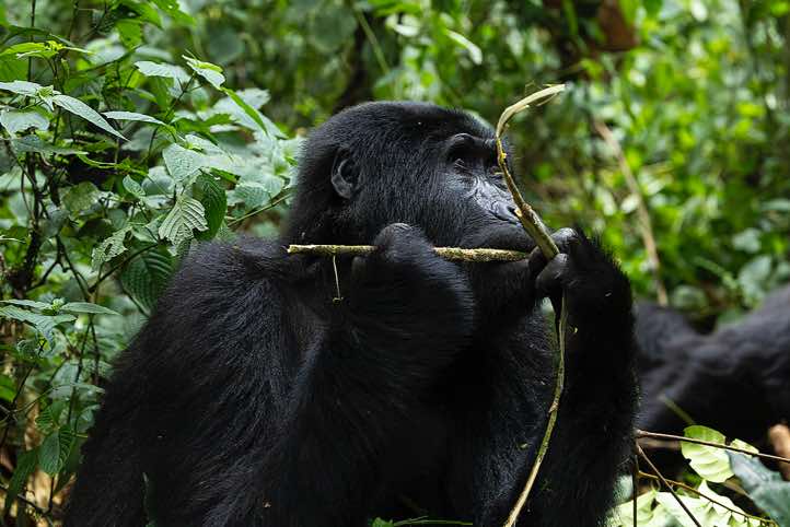 Mountain Gorilla (Gorilla beringei beringei) eating, Habinyanja Gorilla Group, Bwindi Impenetrable National Park