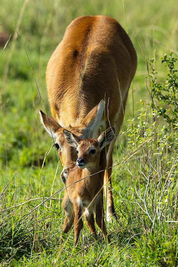 Ugandan Kob (Kobus kob thomasi) female and calf, Murchison Falls National Park