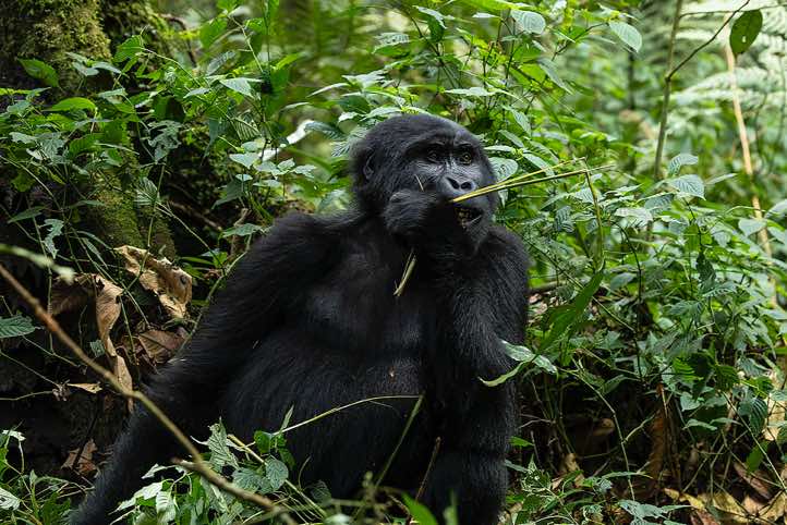 Mountain Gorilla (Gorilla beringei beringei) eating, Habinyanja Gorilla Group, Bwindi Impenetrable National Park