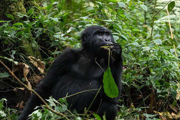 Mountain Gorilla (Gorilla beringei beringei) eating, Habinyanja Gorilla Group, Bwindi Impenetrable National Park