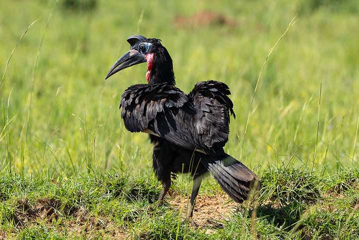 Male Abyssinian Ground Hornbill or Northern Ground Hornbill (Bucorvus abyssinicus), Murchison Falls National Park