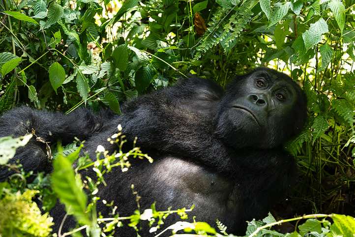 Mountain Gorilla (Gorilla beringei beringei), Habinyanja Gorilla Group, Bwindi Impenetrable National Park