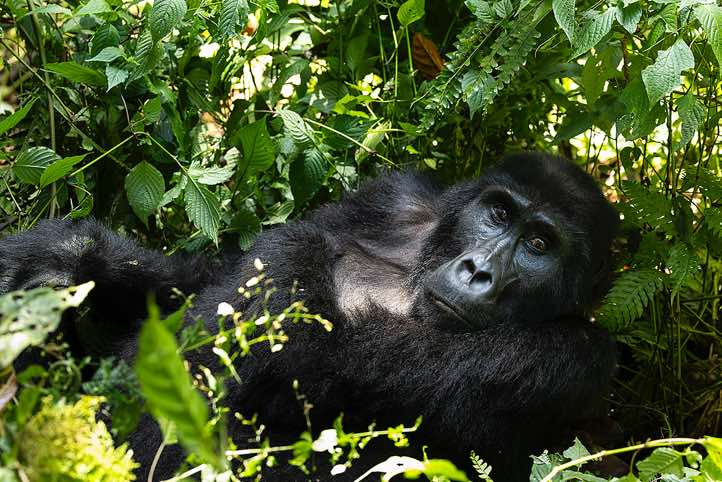 Mountain Gorilla (Gorilla beringei beringei), Habinyanja Gorilla Group, Bwindi Impenetrable National Park