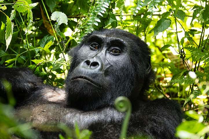 Mountain Gorilla (Gorilla beringei beringei), Habinyanja Gorilla Group, Bwindi Impenetrable National Park