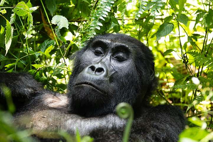 Mountain Gorilla (Gorilla beringei beringei) resting, Habinyanja Gorilla Group, Bwindi Impenetrable National Park