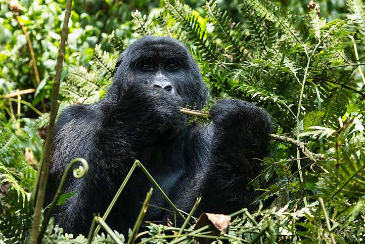 Male Mountain Gorilla (Gorilla beringei beringei) eating, Habinyanja Gorilla Group, Bwindi Impenetrable National Park
