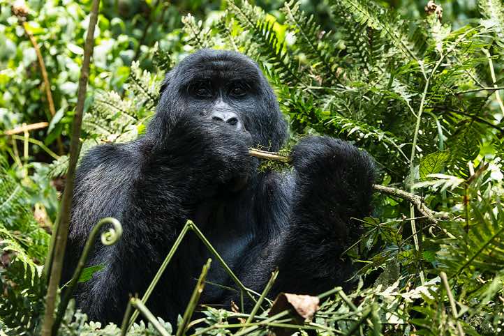 Mountain Gorilla (Gorilla beringei beringei) eating, Habinyanja Gorilla Group, Bwindi Impenetrable National Park