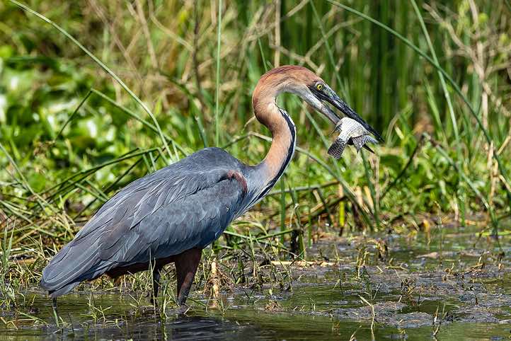 Goliath Heron or Giant Heron (Ardea goliath), Victoria Nile