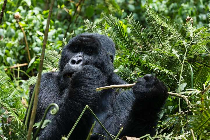 Mountain Gorilla (Gorilla beringei beringei) eating, Habinyanja Gorilla Group, Bwindi Impenetrable National Park