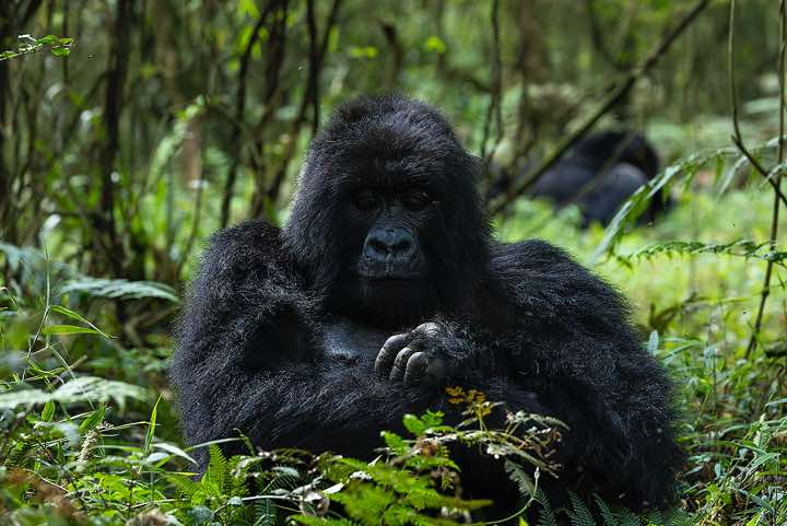 Male Mountain Gorilla (Gorilla beringei beringei), Nyakagezi Gorilla Group, Mgahinga Gorilla National Park